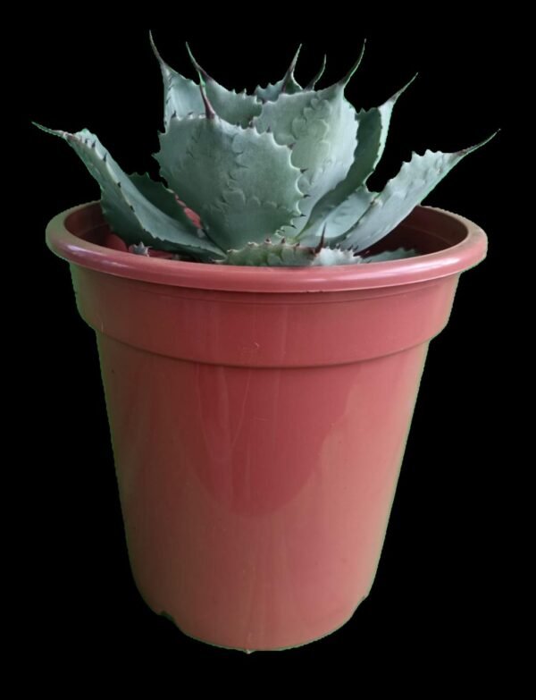 Agave potatorum: 7 Razones para Elegir esta Planta Escultural y Exótica - Imagen 2
