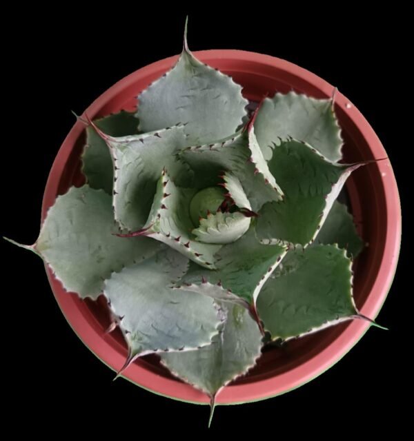 Agave potatorum: 7 Razones para Elegir esta Planta Escultural y Exótica - Imagen 3