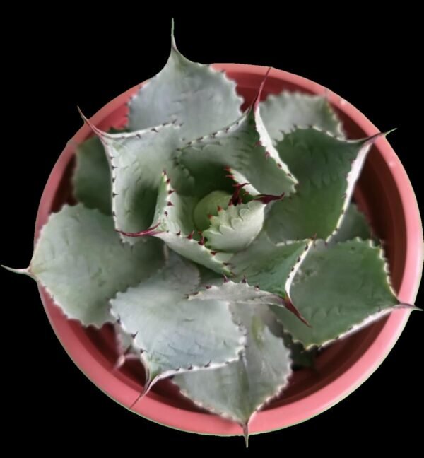 Agave potatorum en maceta decorativa de colección en Kristy Garden.