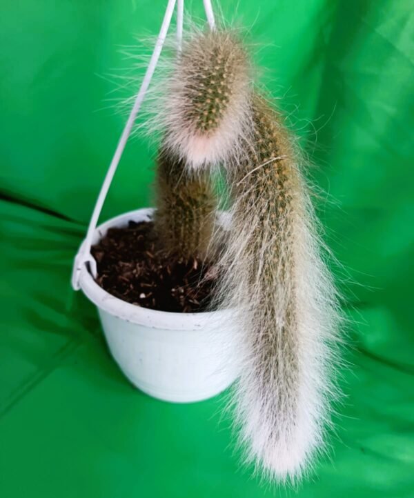 Cactus Cola de Mono: 7 Razones Poderosas para Tenerlo en tu Colección - Imagen 4