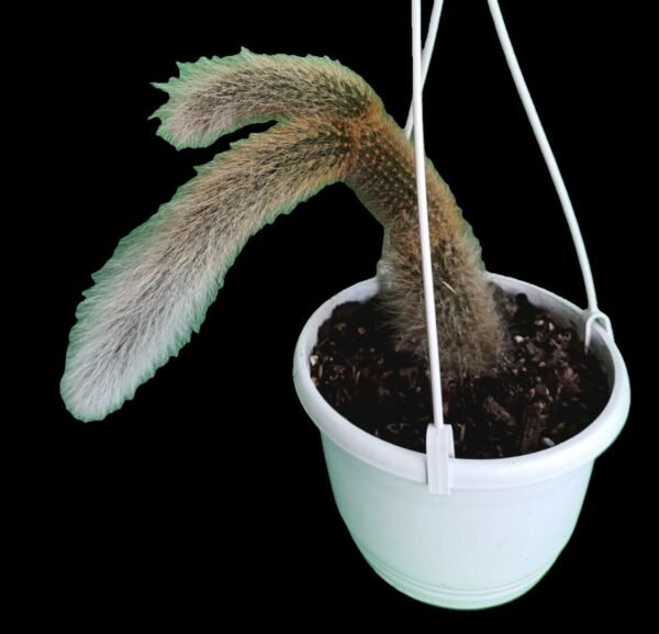 Cactus Cola de Mono: 7 Razones Poderosas para Tenerlo en tu Colección - Imagen 3