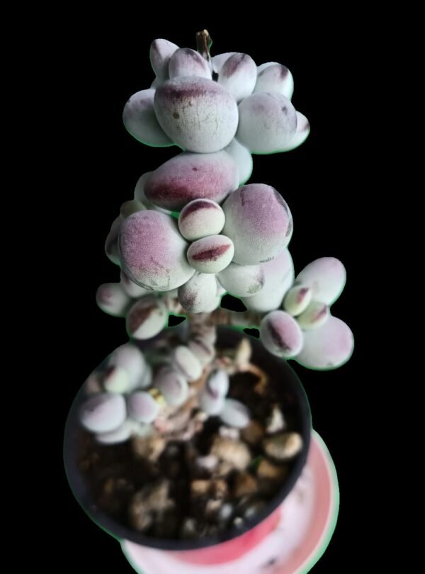 Cotyledon Orbiculata | Suculenta Exótica en tu Colección, 7 Increíbles Beneficios para tenerla - Imagen 3