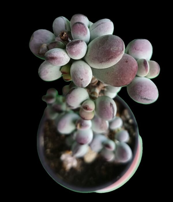 Cotyledon Orbiculata | Suculenta Exótica en tu Colección, 7 Increíbles Beneficios para tenerla - Imagen 2