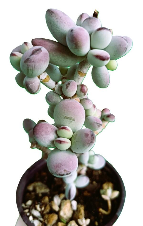 Cotyledon Orbiculata | Suculenta Exótica en tu Colección, 7 Increíbles Beneficios para tenerla - Imagen 4