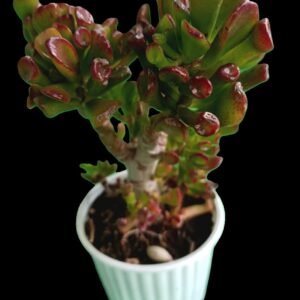 Crassula ovata Gollum en maceta decorativa – Planta de colección en Kristy Garden Ecuador