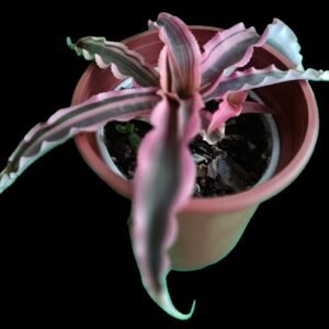 Cryptanthus bromelioides planta estrella de tierra en maceta Kristy Garden.