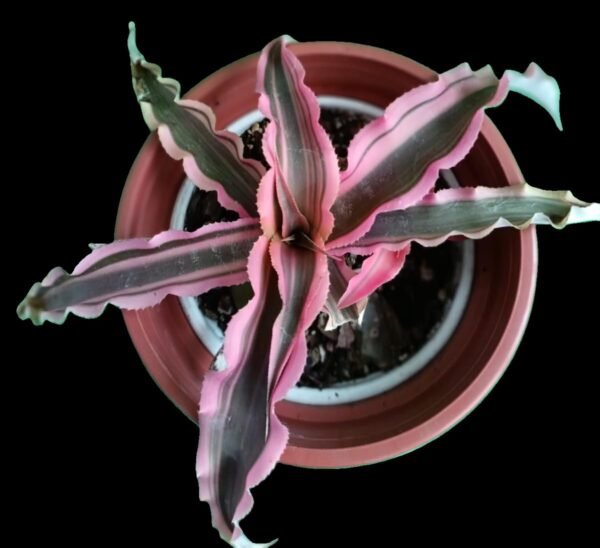 Cryptanthus Bromelioides – 1 Planta Estrella de Tierra Exótica para tu Hogar - Imagen 3
