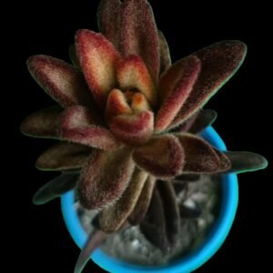 Kalanchoe Tomentosa Dorothy Brown en maceta decorativa, suculenta exótica con hojas aterciopeladas marrón y plateadas, ideal para interiores en Ecuador.