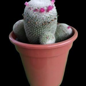 “Mammillaria hahniana en maceta marrón, con espinas blancas y flores rosadas en corona, planta de colección Kristy Garden Ecuador”