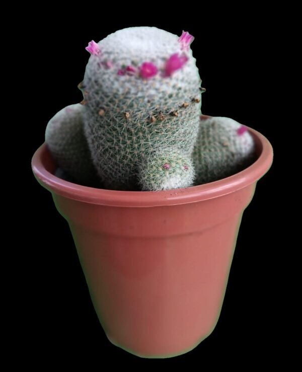 “Mammillaria hahniana en maceta marrón, con espinas blancas y flores rosadas en corona, planta de colección Kristy Garden Ecuador”