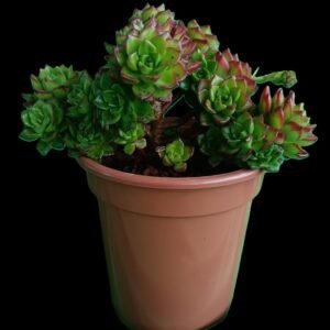 Sedeveria Leticia, suculenta híbrida exótica de hojas verdes y bordes rojizos, disponible en Kristy Garden Ecuador.