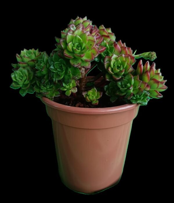 Sedeveria Leticia, suculenta híbrida exótica de hojas verdes y bordes rojizos, disponible en Kristy Garden Ecuador.