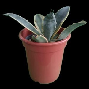 "Agave americana en maceta con hojas largas y verdes de bordes espinosos, planta ornamental exótica de gran porte."