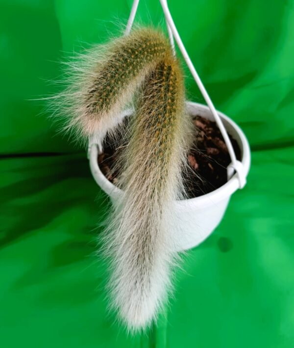 Cactus Cola de Mono: 7 Razones Poderosas para Tenerlo en tu Colección - Imagen 2