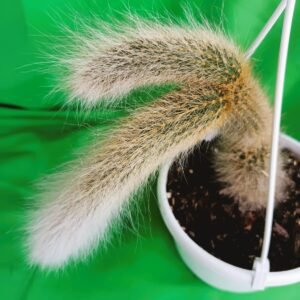 Cactus Cola de Mono en maceta colgante con tallos largos y flores rojas exóticas