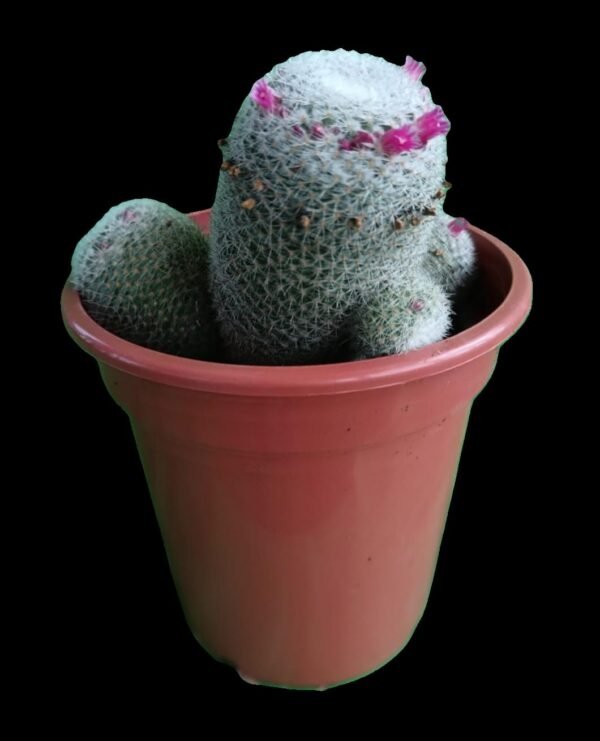 Mammillaria Hahniana: El Cactus Esférico con Encanto Único (7 Razones para Tenerlo en Casa) - Imagen 2