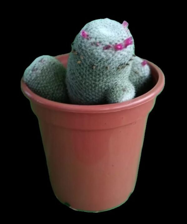 Mammillaria Hahniana: El Cactus Esférico con Encanto Único (7 Razones para Tenerlo en Casa) - Imagen 3
