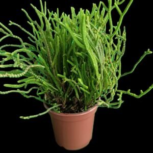 Crassula muscosa suculenta reloj de arena en maceta Kristy Garden.