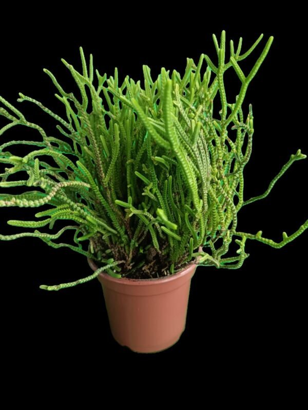 Crassula muscosa suculenta reloj de arena en maceta Kristy Garden.