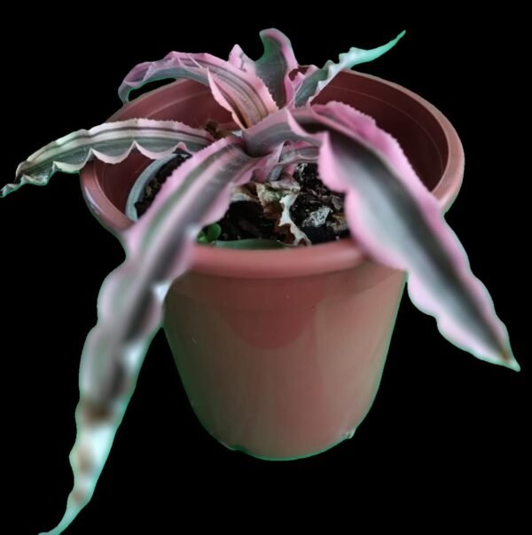 Cryptanthus Bromelioides – 1 Planta Estrella de Tierra Exótica para tu Hogar - Imagen 2
