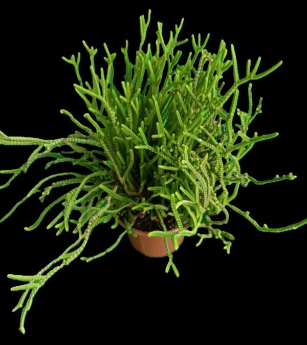 Crassula Muscosa: Suculenta en Forma de Encaje para Tu Colección 1 planta increíble - Imagen 2
