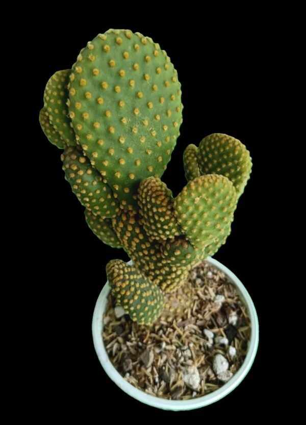 Opuntia Microdasys: Transforma tu Espacio 7 Razones para Amarlo, es una planta de poder - Imagen 2