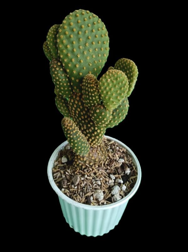 “Opuntia microdasys cactus orejas de conejo en maceta – Kristy Garden plantas de colección en Ecuador”