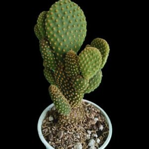 “Opuntia microdasys cactus orejas de conejo en maceta – Kristy Garden plantas de colección en Ecuador”