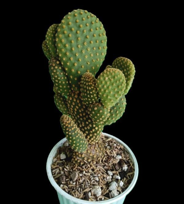 “Opuntia microdasys cactus orejas de conejo en maceta – Kristy Garden plantas de colección en Ecuador”