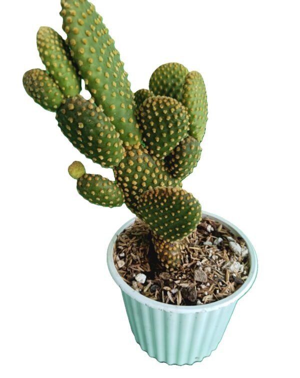 Opuntia Microdasys: Transforma tu Espacio 7 Razones para Amarlo, es una planta de poder - Imagen 3
