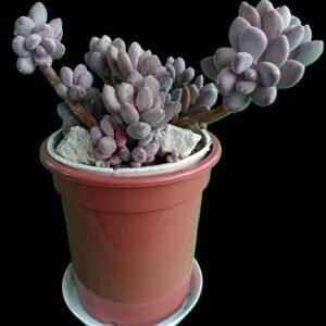 “Pachyphytum Blue Haze – suculenta exótica de colección con hojas azuladas, disponible en Kristy Garden Ecuador.