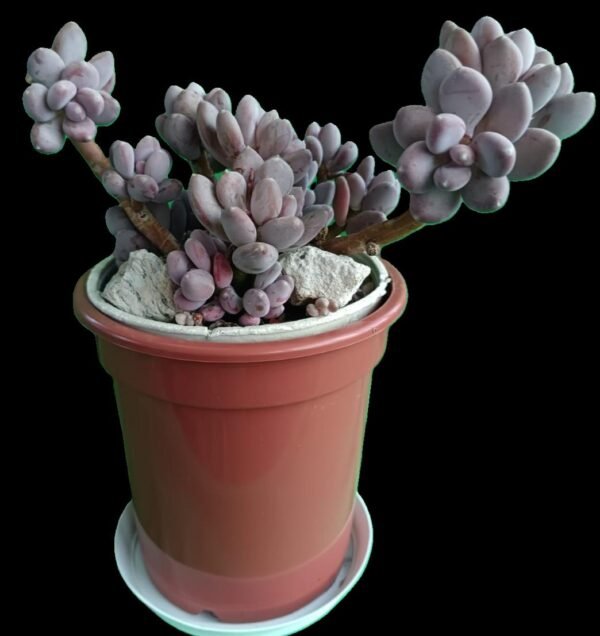 “Pachyphytum Blue Haze – suculenta exótica de colección con hojas azuladas, disponible en Kristy Garden Ecuador.