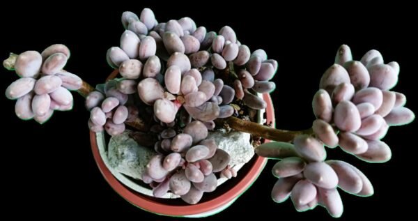 Pachyphytum Blue Haze: Elegancia Única en tu Colección de 2 Colores Suaves - Imagen 2