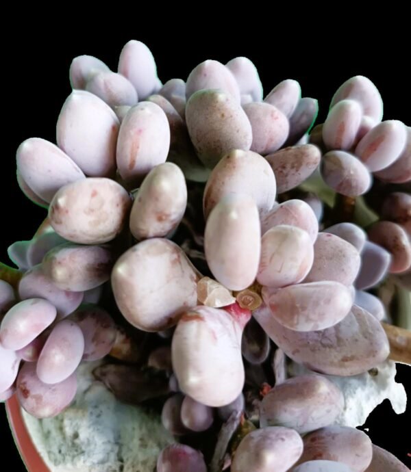 Pachyphytum Blue Haze: Elegancia Única en tu Colección de 2 Colores Suaves - Imagen 3
