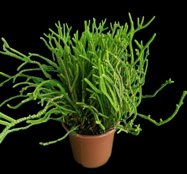 Crassula Muscosa: Suculenta en Forma de Encaje para Tu Colección 1 planta increíble - Imagen 3