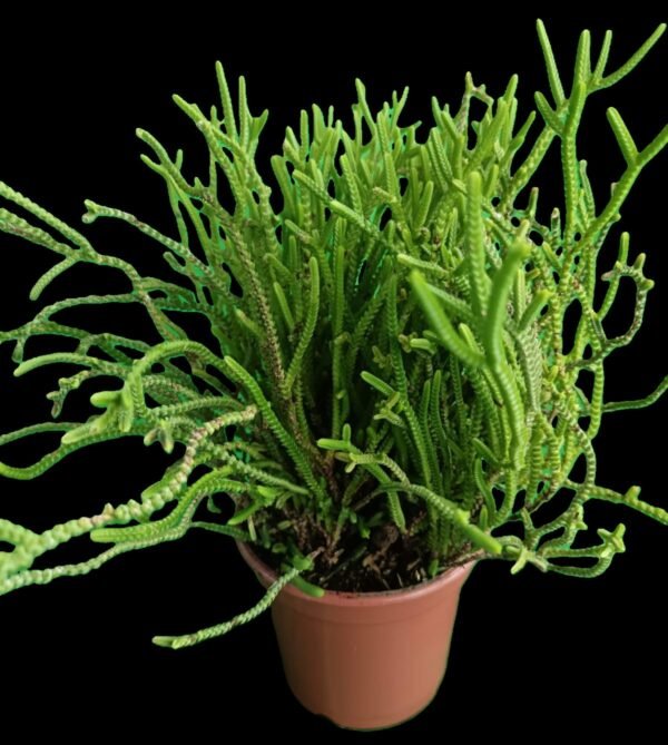 Crassula Muscosa: Suculenta en Forma de Encaje para Tu Colección 1 planta increíble - Imagen 4