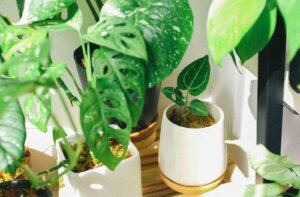 "Plantas de colección y decoración exóticas en macetas decorativas — Kristy Garden, tienda especializada en plantas únicas en Ecuador."