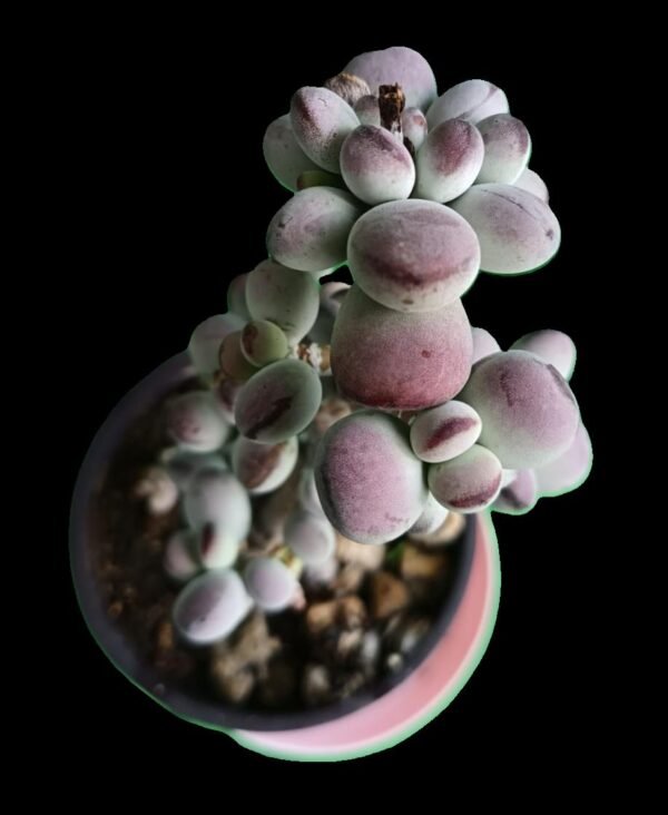 Cotyledon Orbiculata | Suculenta Exótica en tu Colección, 7 Increíbles Beneficios para tenerla - Imagen 5