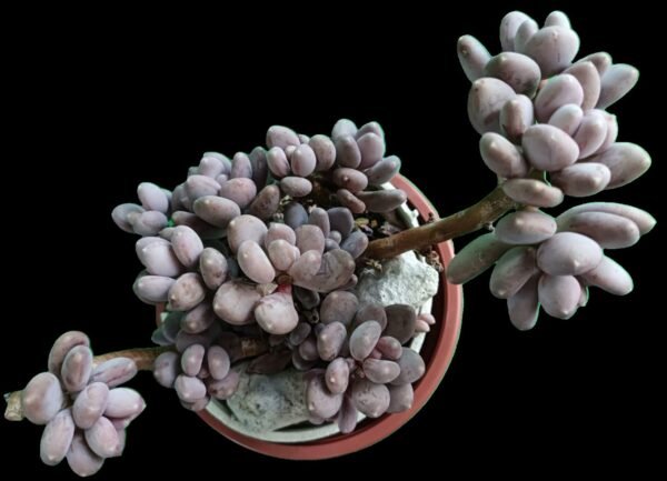 Pachyphytum Blue Haze: Elegancia Única en tu Colección de 2 Colores Suaves - Imagen 4