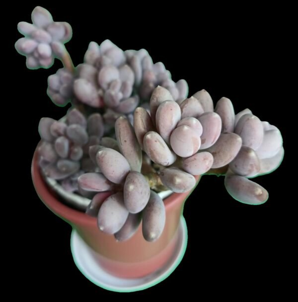 Pachyphytum Blue Haze: Elegancia Única en tu Colección de 2 Colores Suaves - Imagen 5