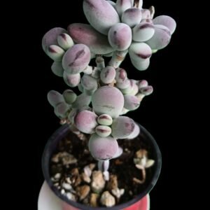 Cotyledon orbiculata en maceta de colección de Kristy Garden.
