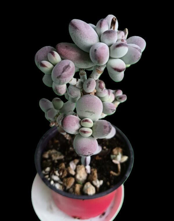 Cotyledon orbiculata en maceta de colección de Kristy Garden.