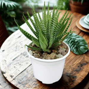 Haworthia fasciata en maceta decorativa – suculenta ecológica, segura para mascotas y de colección Kristy Garden Ecuador.