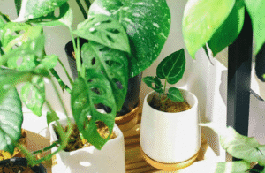 plantas de decoración y colección